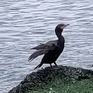 Meet your Posher, Nichole